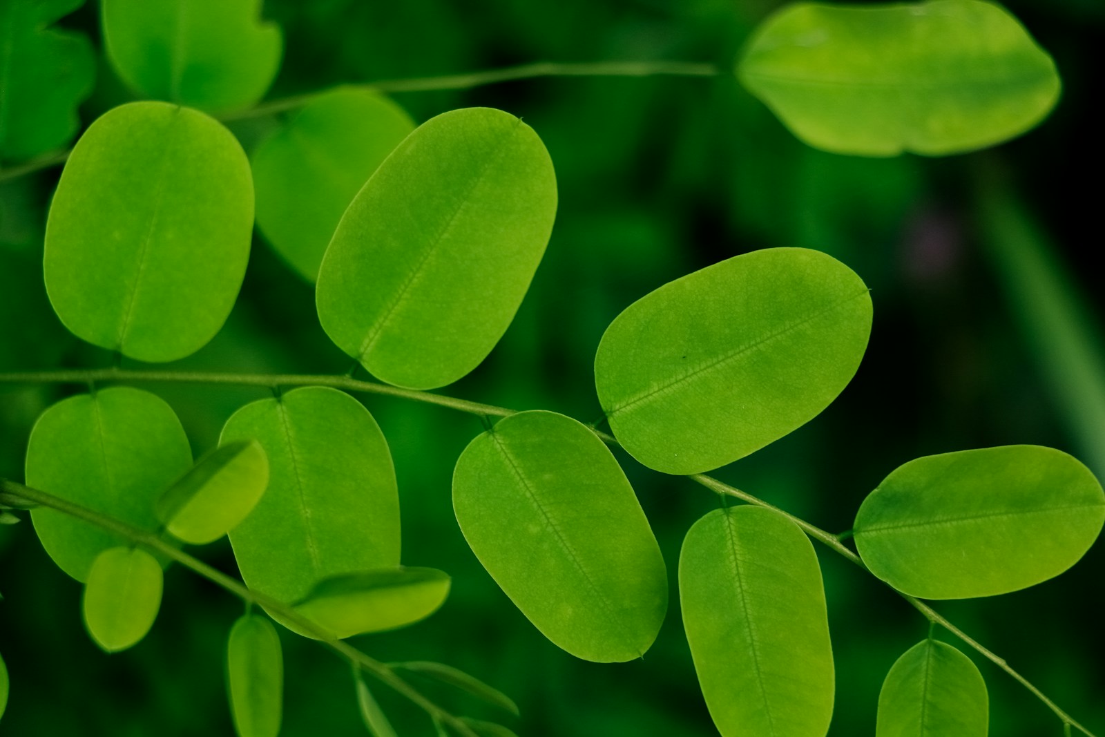 Close-up of vibrant green leaves with an oval shape, showcasing their rich color and texture against a blurred green background, highlighting plant vitality.